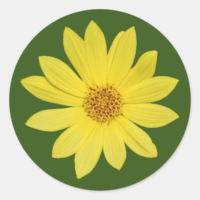 Pegatina Redonda Helianthus 'Lemon Queen' Sunflower (aislado) (Anverso)