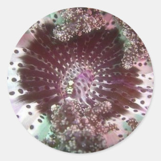 Pegatina Redonda Hellsfire Anemone