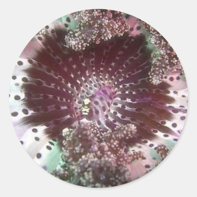 Pegatina Redonda Hellsfire Anemone (Anverso)