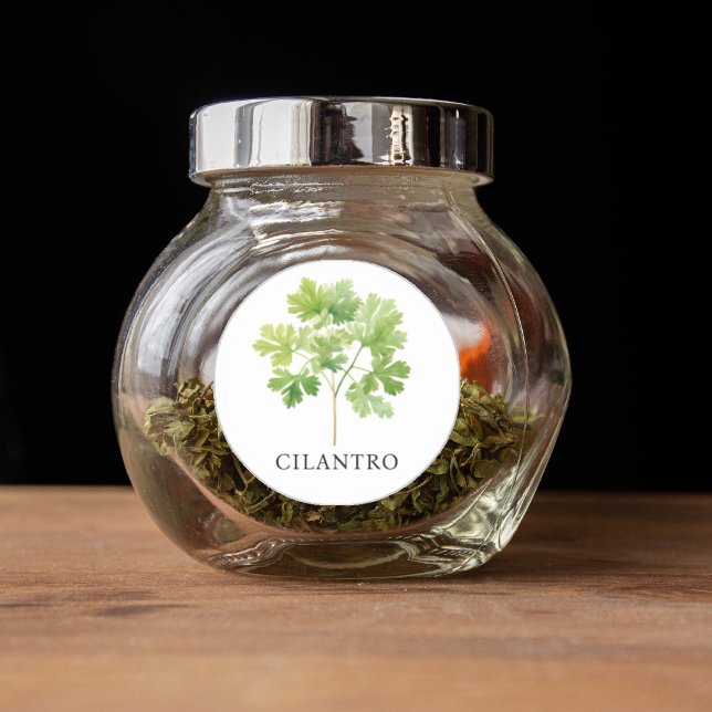 Pegatina Redonda Herb Cilantro Watercolor (Herb Cilantro Watercolor Classic Round Sticker)