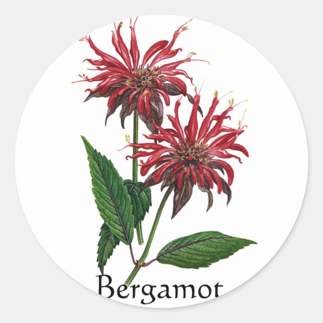 Pegatina Redonda Herb Garden Series - Bergamot (Anverso)