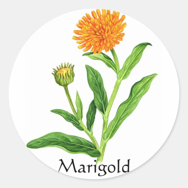 Pegatina Redonda Herb Garden Series - Marigold