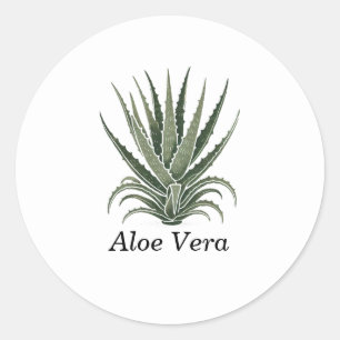 Pegatina Redonda Herbolario de Planta de Aloe Vera