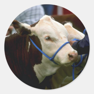 Pegatina Redonda Hereford Cattle