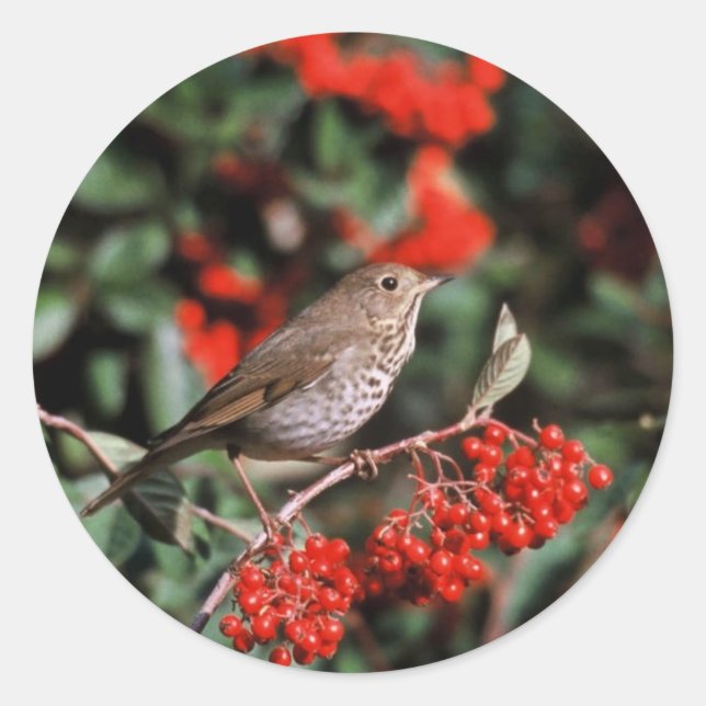 Pegatina Redonda Hermit Thrush (Anverso)