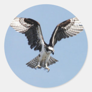 Pegatina Redonda Hermosa ave Osprey Buscando presa