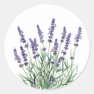 Pegatina Redonda Hermosa Flor de flores de jardín de lavanda