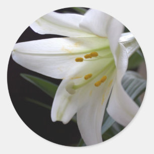 Pegatina Redonda Hermosa flor de lirio de Pascua blanca pura en neg