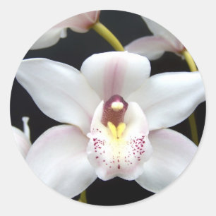 Pegatina Redonda Hermosa orquídea