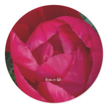 Hermosa Peonía Roja en Flor