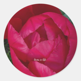 Pegatina Redonda Hermosa Peonía Roja Floreciendo