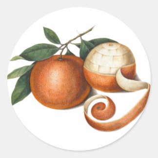 Pegatina Redonda Hermosa pintura antigua de Naranjas mandarín