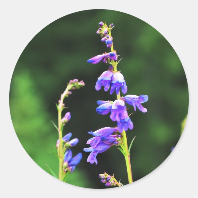 Pegatina Redonda Hermosas flores silvestres moradas en flor en Cana (Anverso)