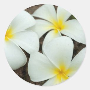 Pegatina Redonda Hermosas Flores Tropicales En El Pacífico Sur