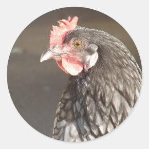 Pegatina Redonda Hermoso Blue Hen