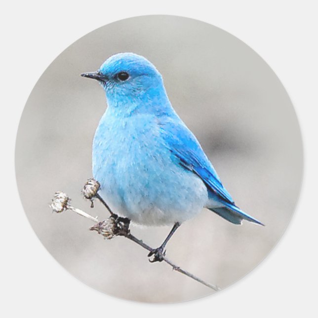Pegatina Redonda Hermoso Bluebird (Anverso)