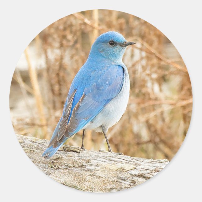 Pegatina Redonda Hermoso Bluebird (Anverso)