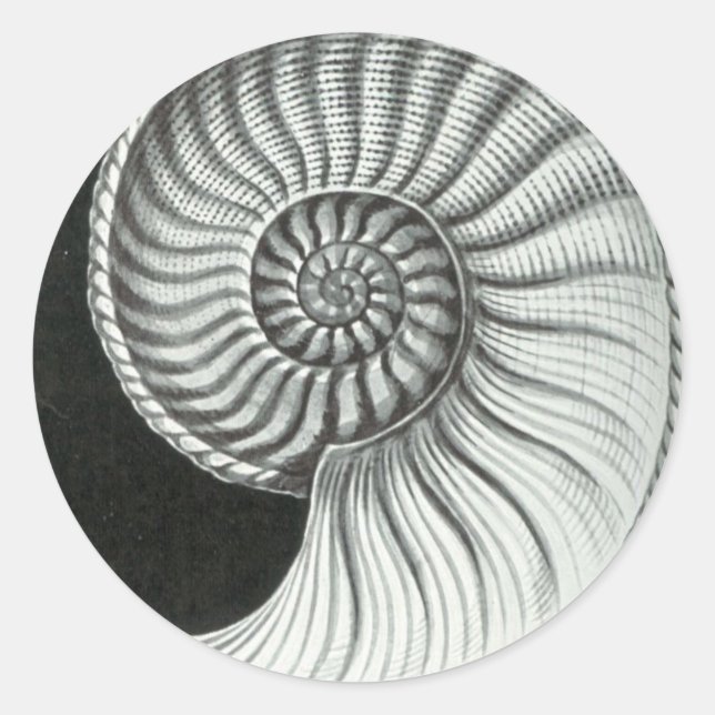Pegatina Redonda Hermoso dibujo a lápiz de Amaltheus ammonite (Anverso)