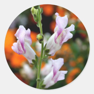 Pegatina Redonda Hermoso diseño de flores de Snapdragon