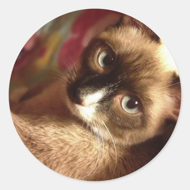 Pegatina Redonda Hermoso gato marrón (Anverso)