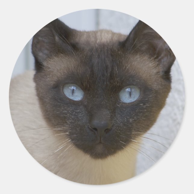 Pegatina Redonda Hermoso gato siamés de punto de foca (Anverso)
