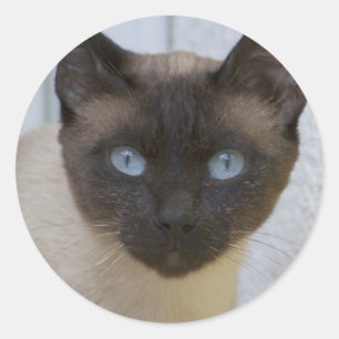 Pegatina Redonda Hermoso gato siamés de punto de foca