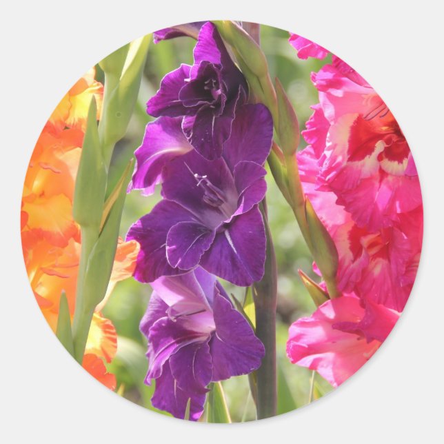 Pegatina Redonda Hermoso Gladiolus Blooms (Anverso)