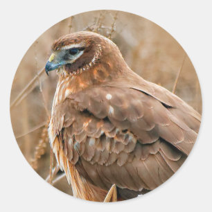 Pegatina Redonda Hermoso Halcón Harrier en las marismas