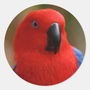 Pegatina Redonda Hermoso "Lady in Red" Eclectus Parrot