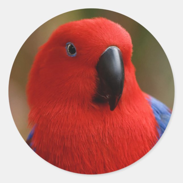 Pegatina Redonda Hermoso "Lady in Red" Eclectus Parrot (Anverso)