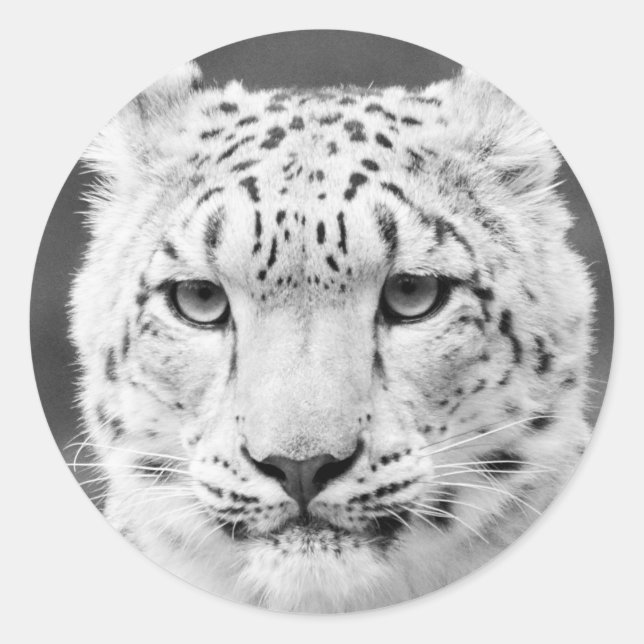 Pegatina Redonda Hermoso Leopardo de la Nieve Retrato Blanco y Negr (Anverso)