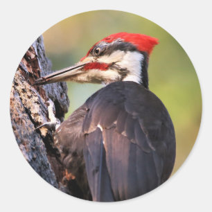 Pegatina Redonda Hermoso pájaro carpintero apilado en el árbol