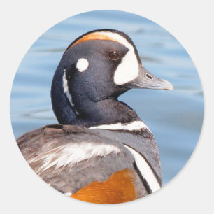 Pegatina Redonda Hermoso pato Harlequin en la roca