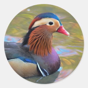 Pegatina Redonda Hermoso pato mandarín en el estanque