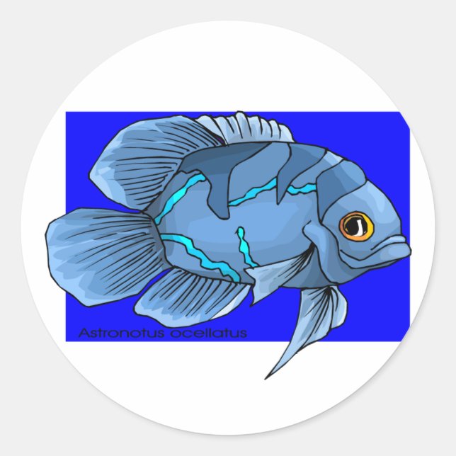 Pegatina Redonda Hermoso pez tropical azul del Oscar (Anverso)