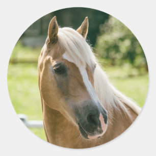Pegatina Redonda Hermoso retrato de caballo de hélice