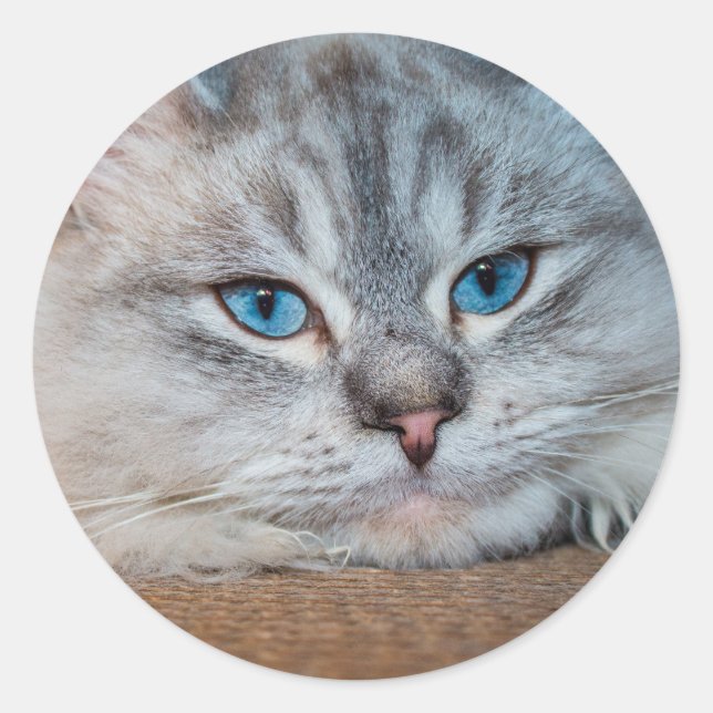 Pegatina Redonda Hermosos ojos azules de gato (Anverso)