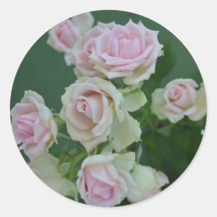 Pegatina Redonda Hermosos rosas de jardín rosa claro