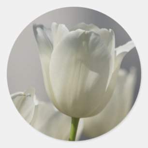 Pegatina Redonda Hermosos Tulipanes Blancos de Primavera