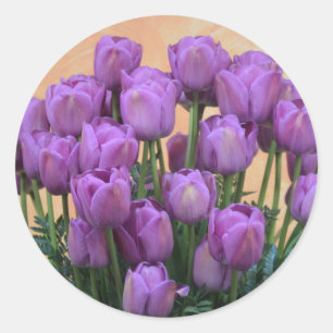 Pegatina Redonda Hermosos tulipanes de primavera morada