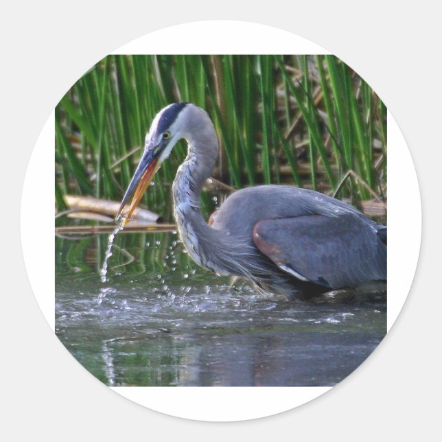 Pegatina Redonda Heron Splash (Anverso)