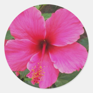 Pegatina Redonda Hibisco