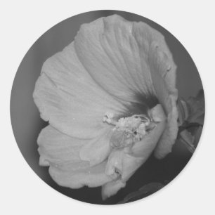 Pegatina Redonda Hibisco de la gasa de la lavanda