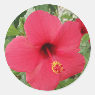 Pegatina Redonda Hibiscus