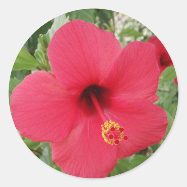 Pegatina Redonda Hibiscus (Anverso)