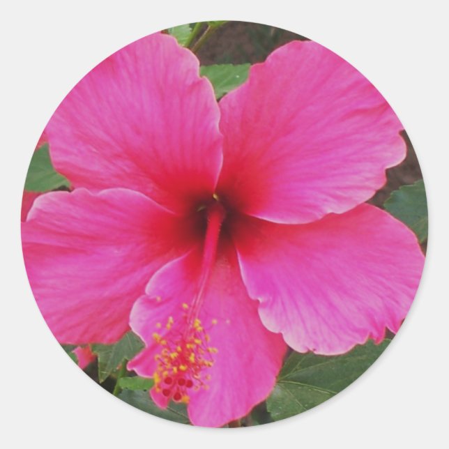Pegatina Redonda Hibiscus (Anverso)
