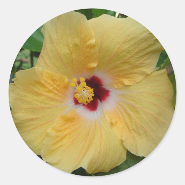 Pegatina Redonda Hibiscus amarillo (Anverso)