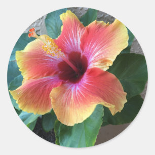 Pegatina Redonda Hibiscus Flower