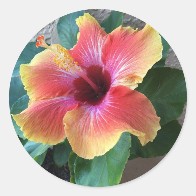 Pegatina Redonda Hibiscus Flower (Anverso)