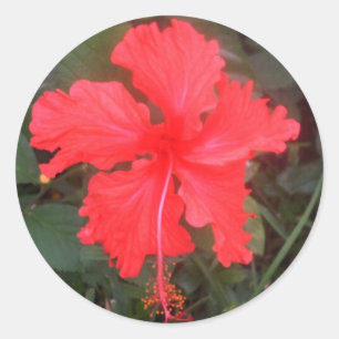 Pegatina Redonda Hibiscus spp.